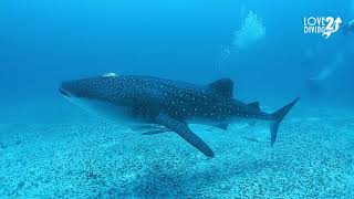 Whale shark at Maamigili Magical Maldives [upl. by Marj]