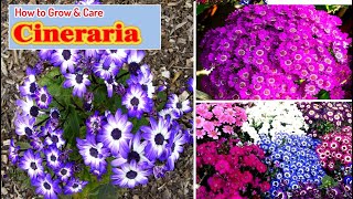 How To Grow Cineraria With Full Care  How To Grow Cineraria From Seeds [upl. by Eedoj]