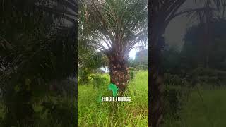 Palm Nut Tree Mention 1 thing you get from it GhanaSunyani farming shorts [upl. by Eamanna]