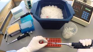 PCR Protocol  Part 1 [upl. by Nosdivad13]