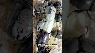 Western hercules beetle aka dynastes grantii showcase [upl. by Frech998]