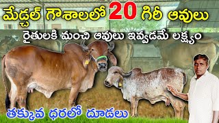 మేడ్చల్ గౌశాలలో 20 గిరీ ఆవులు రైతులకి మంచి ఆవులు ఇవ్వడమే లక్ష్యం  7893952350  తక్కువ ధరలో దూడలు [upl. by Ahseniuq]