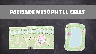 Palisade Mesophyll Cells  Cell Biology [upl. by Refinne855]