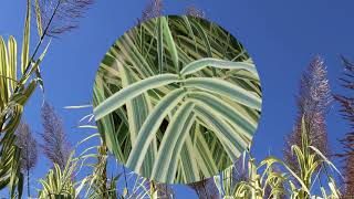 Peppermint Stick Giant reed grass Arundo donax Peppermint Stick  Plant Identification [upl. by Azalea]