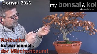 Bonsai 202233  Rotbuche  Fagus sylvatica  Es war einmal… der Märchenbaum [upl. by Ayama761]