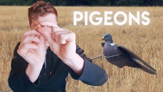 Wood Pigeons  Everything you need to know [upl. by Bramwell]