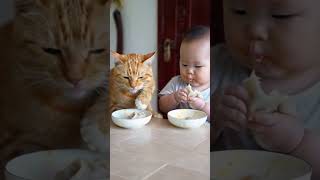 The daily life of little yellow cats and human babies [upl. by Selohcin]