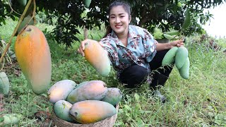 Harvest Thai mango from back yard for my recipe  Cooking with Sreypov [upl. by Dyolf487]