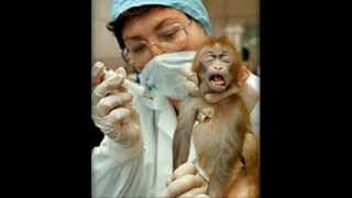 Barbaric Animal ExperimentationVivisection [upl. by Beora685]