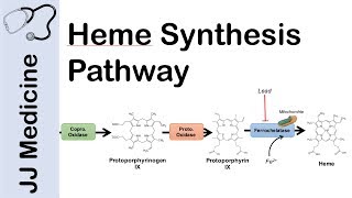 Heme Synthesis Pathway [upl. by Airda]