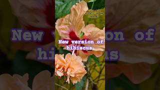 🫰🏻new Verity ra ମନ୍ଦାର ଫୁଲ 🌺hibiscus love song gardening plantlove natureflowers plantislove [upl. by Suivatna742]