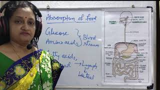 Absorption Assimilation and Egestion  A Complete process of digestive system Absorption [upl. by Asyle]