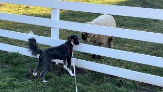 Harley the bordoodle visiting animal friends at a farm🐑🐴🐮😎 [upl. by Enieledam]