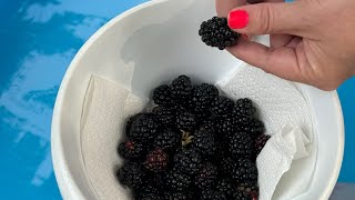 Blackberry Picking [upl. by Nickles]