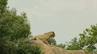 Mating Leopards [upl. by Ocker573]