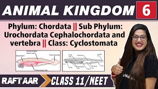 Vídeo Phylum Chordata [upl. by Agna520]