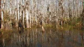 Everglades Mountains and Valleys Cypress Dome [upl. by Yltsew]