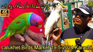 Lalukhet Exotic Birds Hen and Rooster Market 19524 Karachi  Unique and Rare Birds and Parrots [upl. by Nadya]