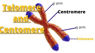 telomere and centromere  Definition and Characteristics [upl. by Wassyngton696]