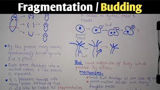 Fragmentation  Budding  Class 10 Biology [upl. by Nosremaj]