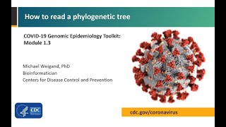 Module 13  How to read a phylogenetic tree [upl. by Luhem]