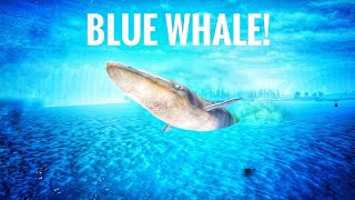 BLUE WHALE 🐋HOLOCENE MOBILE [upl. by Koh]