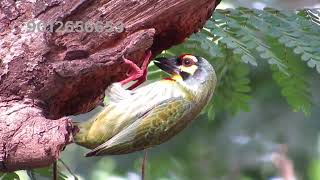 Coppersmith Barbet [upl. by Atiz]