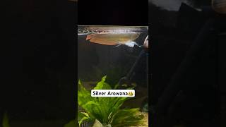 Silver arowana👑😈 aquarium arowana shorts [upl. by Ixel]