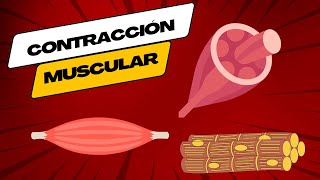 Contracción Muscular Fisiología [upl. by Saxen504]