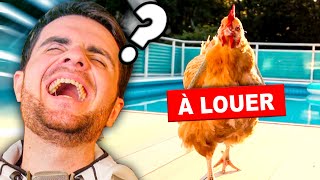 LES PIRES ENTREPRISES genre de location de poules [upl. by Urien]