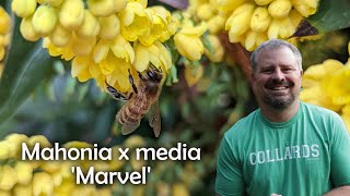 Mahonia x media Marvel [upl. by Nollahs]