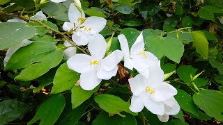 koboleela Tree  White Petan Flower Shrub  Dwarf White Bauhinia Bauhinia acuminata [upl. by Aholah]