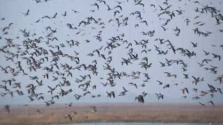 quotWader Spectacularquot RSPB Snettisham 2019 [upl. by Winne]