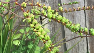 Crocosmia  In Seeds August 11 [upl. by Khichabia237]