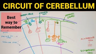 Circuit of Cerebellum  Cerebellum Anatomy [upl. by Holmen]