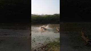 बाघ ने नदी मे किया शिकार😱 trending viral shorts wildlife tiger [upl. by Kappel]