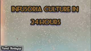 Infusoria culture in 24 hours  Tamil Hobbyist [upl. by Claudell]