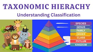 Taxonomic HierarchyTaxonomic Classification Class 9Taxonomic Classification for Class 9Explained [upl. by Ydissak]