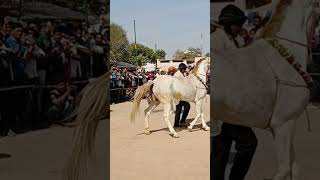 ghodi ka chunni mein chunni mein wala dance [upl. by Sirtimid]