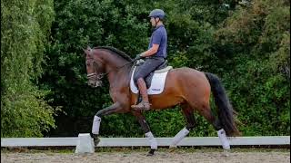 4YO Lusitano stallion for sale Pinochet Z by Jasmim Plus [upl. by Divan]