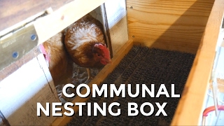 A BETTER NESTING BOX  Communal Box for Chickens [upl. by Latvina596]