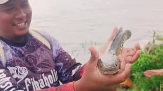 Tungabhadra Nadi masher fishing🎣🎣🎣 Snekhed fish catch [upl. by Rock100]