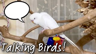 Teaching Parrots to Talk  Talking Budgie Compilation  Conure Says His Name on Cue [upl. by Oran993]