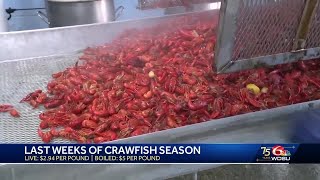 Crawfish season is ending soon here are the prices you should expect [upl. by Nolaj]