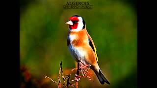 Wild goldfinch song from Algeria تغريد الحسون الخلوي الجزائري [upl. by Olenka]