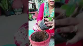 Shifting of guggul plant grow from cuttings 🌱 grow guggulplant medicinalplant youtubeshorts [upl. by Riebling]