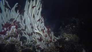 Giant Tube Worms of the Galapagos  Nautilus Live [upl. by Castra598]