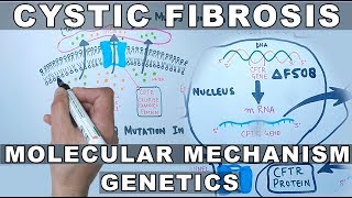 Cystic Fibrosis  Molecular Mechanism amp Genetics [upl. by Alekahs]