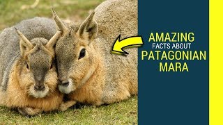 Patagonian mara facts for kids Patagonian cacarediet and lifespan [upl. by Rafferty]