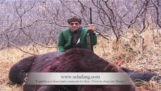 OURS BROWN BEAR HUNTING Chasse KAMCHATKA RUSSIA by Seladang [upl. by Hilar]